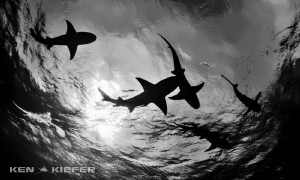 Reef Sharks overhead by Ken Kiefer 